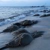 Horseshoe Crabs Are Flocking To Beaches For Mating Sessions